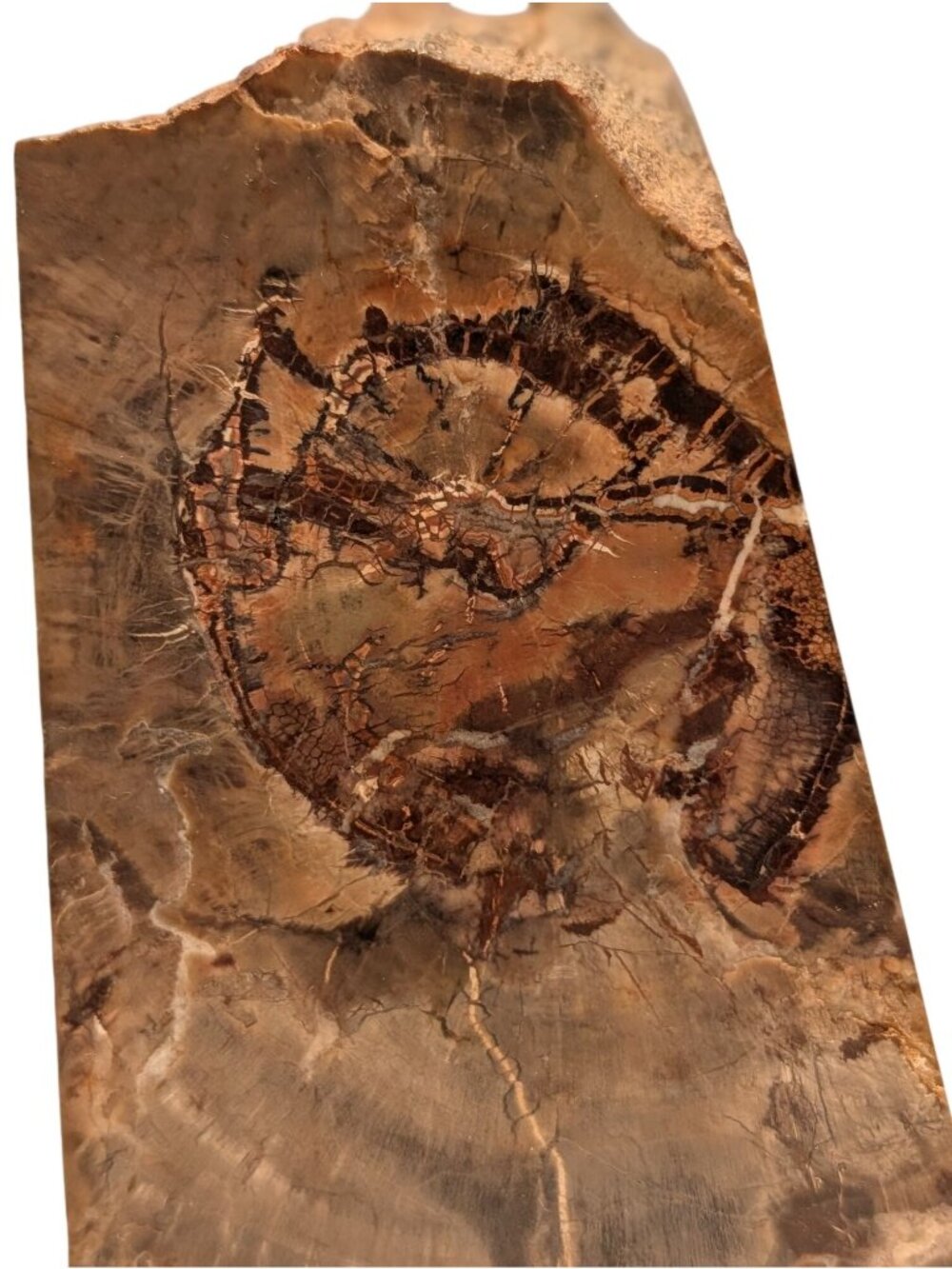 Petrified Wood Bookends Fossilized Tree Rings Natural Mineral Patterns 6" Rustic - Picture 4 of 16